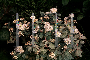 Picture of Spiraea x vanhouttei 'Pink Ice'