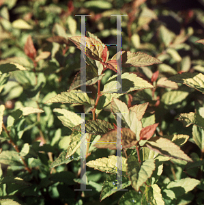 Picture of Spiraea japonica 'Firelight'