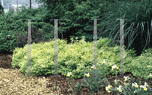 Picture of Spiraea  'Goldmound'