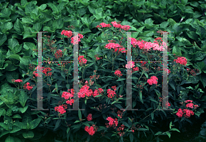 Picture of Spiraea japonica 'Neon Flash'