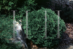 Picture of Thuja occidentalis 'Minuta'