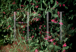 Picture of Indigofera heterantha 