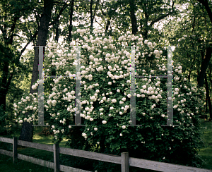 Picture of Viburnum opulus 'Roseum'