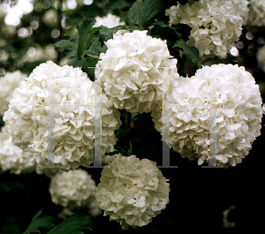 Picture of Viburnum opulus 'Roseum'