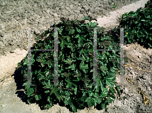 Picture of Viburnum trilobum 'Nana'