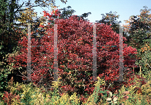 Picture of Vaccinium corymbosum 