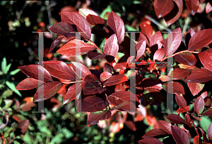 Picture of Vaccinium corymbosum 