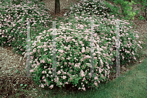 Picture of Spiraea japonica 'Little Princess'