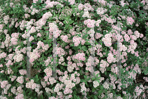 Picture of Spiraea japonica 'Little Princess'