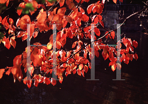 Picture of Cornus florida 'Newport Dam'