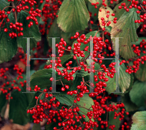 Picture of Viburnum erosum 