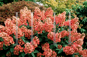 Picture of Hydrangea paniculata 'Pink Diamond'