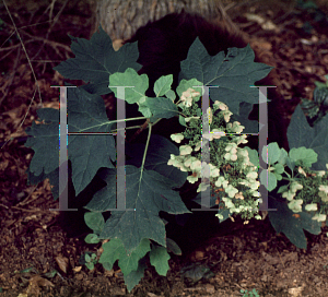 Picture of Hydrangea quercifolia 'Syke's Dwarf'