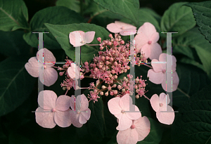 Picture of Hydrangea serrata 'Shashiva'