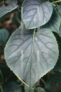 Picture of Schizophragma hydrangeoides 'Moonlight'