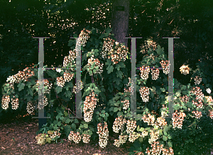 Picture of Hydrangea quercifolia 'Snowflake'