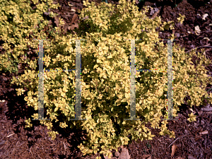 Picture of Spiraea japonica 'Lemon Princess'