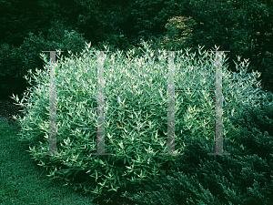 Picture of Caryopteris x clandonensis 'Worcester Gold'