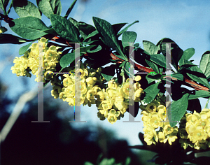 Picture of Berberis  'Tara (Emerald Carousel)'