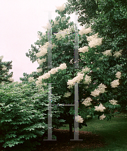 Picture of Syringa reticulata 'Summer Snow'