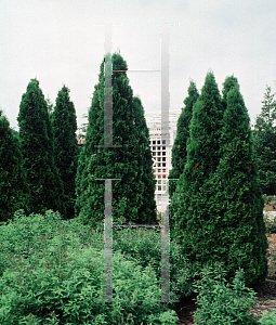 Picture of Thuja occidentalis 'Smaragd (Emerald)'