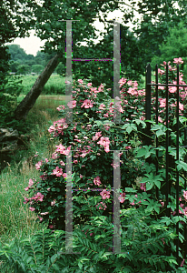 Picture of Hibiscus syriacus 