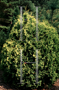 Picture of Thuja occidentalis 'Sudwelli'