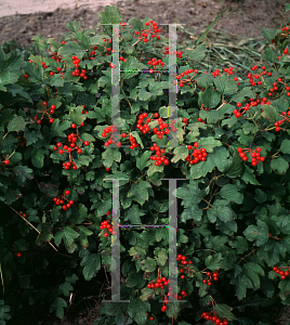 Picture of Viburnum opulus 'Compactum'