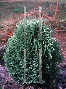Picture of Thuja occidentalis 'Little Gem'