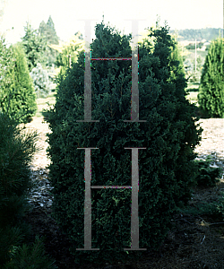 Picture of Thuja plicata 'Pygmaea'