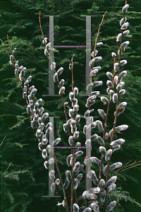 Picture of Salix chaenomeloides 