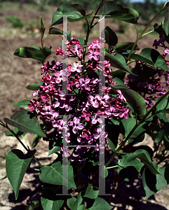 Picture of Syringa x hyacinthiflora 'Pocahontas'