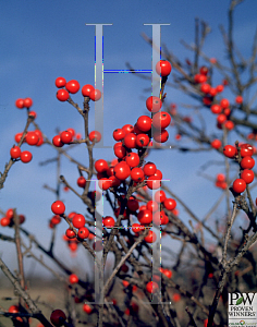 Picture of Ilex verticillata 'Spriber (Berry Nice)'