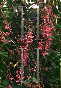 Picture of Indigofera amblyantha 