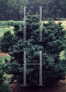 Picture of Ilex crenata 'Jersey Pinnacle'