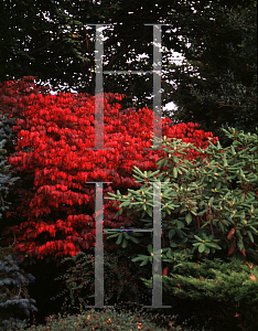 Picture of Euonymus alatus 'Compactus'