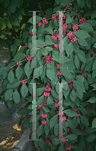 Picture of Callicarpa bodinieri giraldii var.  'Profusion'