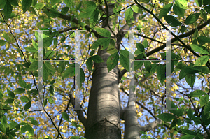 Picture of Fagus grandifolia 