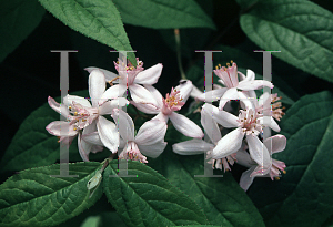 Picture of Deutzia x 'Mont Rose'