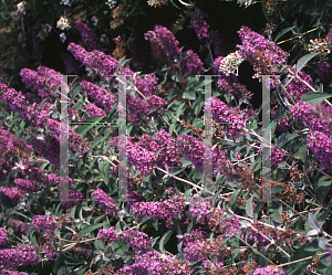 Picture of Buddleia  'Lochinch'