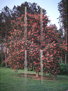 Picture of Aesculus x carnea 'Briotii'