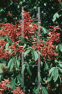 Picture of Aesculus x carnea 'Briotii'