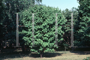 Picture of Acer saccharum 'Globosum'