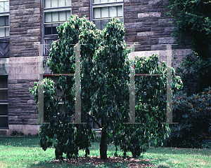 Picture of Cornus florida 'Pendula'