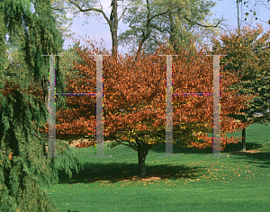 Picture of Fagus grandifolia 