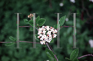 Picture of Viburnum x burkwoodii 