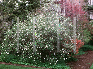 Picture of Viburnum x burkwoodii 