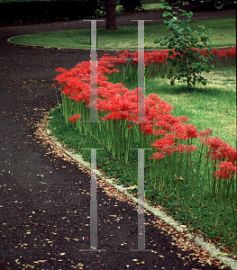 Picture of Lycoris radiata 