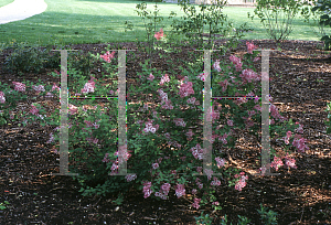 Picture of Syringa meyeri 