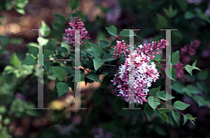 Picture of Syringa meyeri 